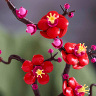 Plum Blossom - 10369