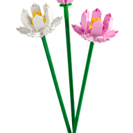 Lotus Flowers - 40647