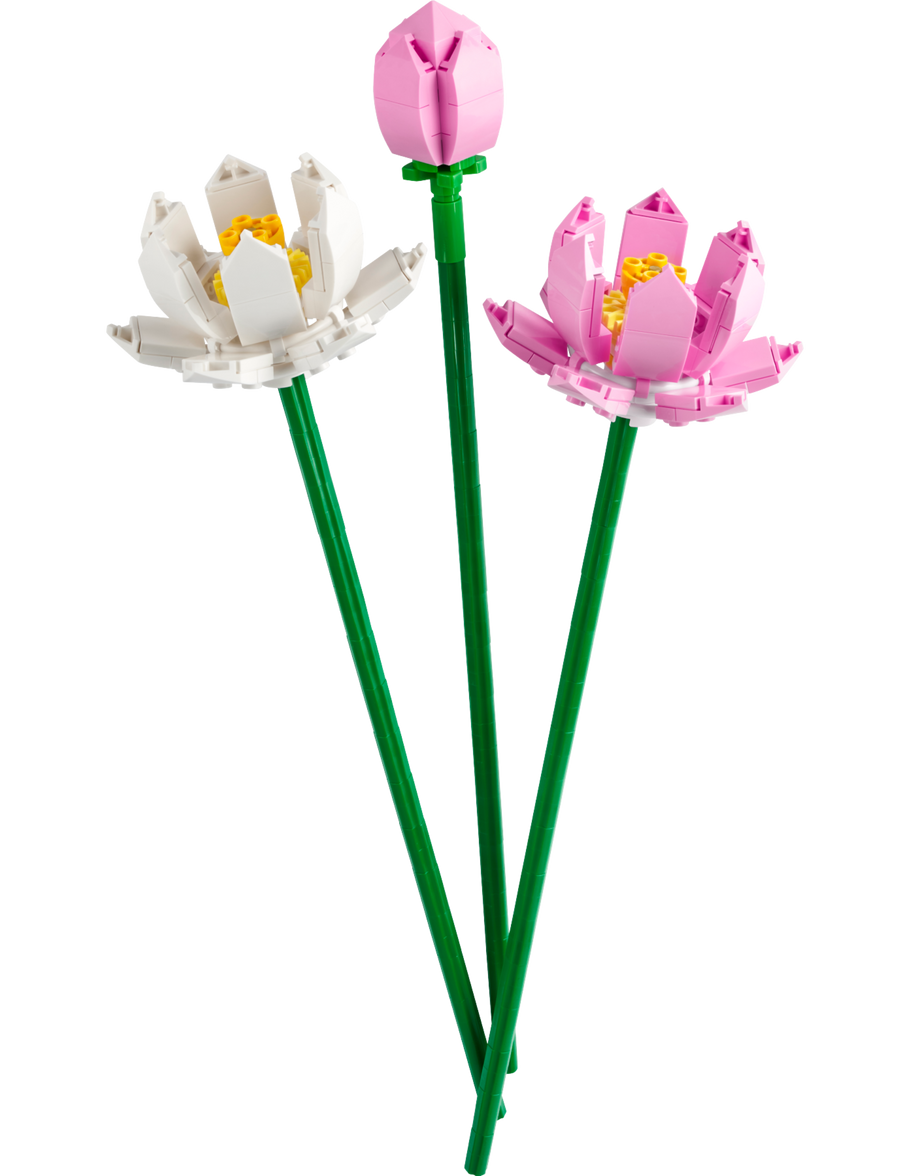 Lotus Flowers - 40647